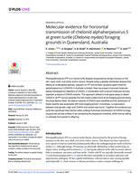 Molecular evidence for horizontal transmission of chelonid alphaherpesvirus 5 at green turtle (Chelonia mydas) foraging grounds in Queensland, Australia
