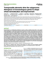 Transposon elements drive subgenomic divergence of homoeologous genes to shape wheat domestication and improvement