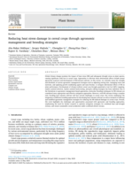 Reducing heat stress damage in cereal crops through agronomic management and breeding strategies