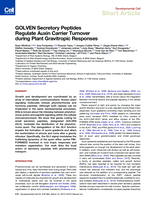 GOLVEN Secretory Peptides Regulate Auxin Carrier Turnover during Plant Gravitropic Responses