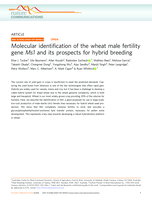 Molecular identification of the wheat male fertility gene Ms1 and its prospects for hybrid breeding