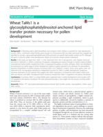 Wheat TaMs1 is a glycosylphosphatidylinositol-anchored lipid transfer protein necessary for pollen development