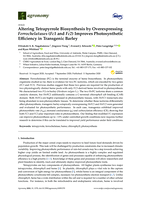 Altering Tetrapyrrole Biosynthesis by Overexpressing Ferrochelatases (Fc1 and Fc2) Improves Photosynthetic Efficiency in Transgenic Barley