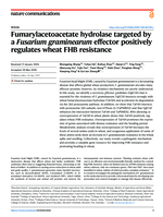 Fumarylacetoacetate hydrolase targeted by a Fusarium graminearum effector positively regulates wheat FHB resistance