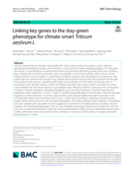 Linking key genes to the stay-green phenotype for climate-smart Triticum aestivum L