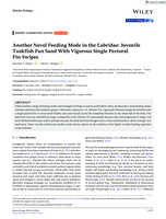 Another Novel Feeding Mode in the Labridae: Juvenile Tuskfish Fan Sand With Vigorous Single Pectoral Fin Swipes