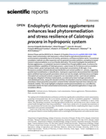 Endophytic Pantoea agglomerans enhances lead phytoremediation and stress resilience of Calotropis procera in hydroponic system