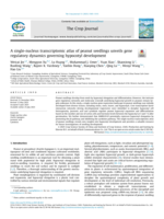 A single-nucleus transcriptomic atlas of peanut seedlings unveils gene regulatory dynamics governing hypocotyl development