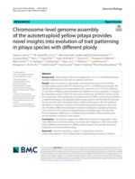 Chromosome-level genome assembly of the autotetraploid yellow pitaya provides novel insights into evolution of trait patterning in pitaya species with different ploidy