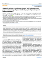 Single-cell resolution transcriptional atlases of aerial and subterranean pegs reveals auxin signaling associated with peg development in peanut (Arachis hypogaea L.)