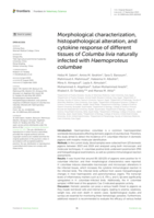 Morphological characterization, histopathological alteration, and cytokine response of different tissues of Columba livia naturally infected with Haemoproteus columbae