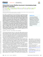 Hierarchical woven fibrillar structures in developing single gyroids in butterflies
