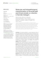 Molecular and histopathological characterization of Ascaridia galli and Eimeria tenella co-infection in Numida meleagris