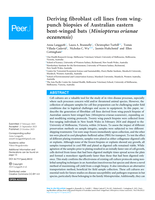 Deriving fibroblast cell lines from wing-punch biopsies of Australian eastern bent-winged bats ( Miniopterus orianae oceanensis )