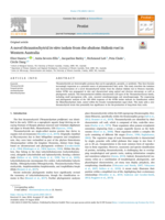 A novel thraustochytrid in vitro isolate from the abalone Haliotis roei in Western Australia