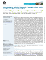Reintroducing the red-tailed phascogale (Phascogale calura): insights from 20 years of translocation efforts
