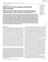 Specific SLC25 carriers regulate mitochondrial protein synthesis