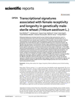 Transcriptional signatures associated with female receptivity and longevity in genetically male-sterile wheat (Triticum aestivum L.)