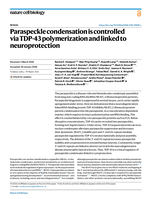 Paraspeckle condensation is controlled via TDP-43 polymerization and linked to neuroprotection