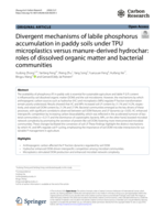 Divergent mechanisms of labile phosphorus accumulation in paddy soils under TPU microplastics versus manure-derived hydrochar: roles of dissolved organic matter and bacterial communities