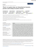 Wheat's war against stripe rust: Integrating host immunity, genomics and breeding for durable resistance