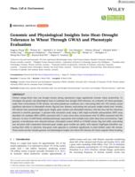 Genomic and Physiological Insights Into Heat-Drought Tolerance in Wheat Through GWAS and Phenotypic Evaluation