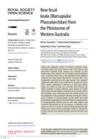New fossil koala (Marsupialia: Phascolarctidae) from the Pleistocene of Western Australia