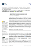 Assessment of Biofilm Formation by Candida albicans Strains Isolated from Hemocultures and Their Role in Pathogenesis in the Zebrafish Model