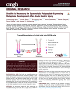 Stratifin Is Necessary for Spasmolytic Polypeptide-Expressing Metaplasia Development After Acute Gastric Injury