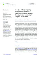 The role of true viviparity in Amphibolis antarctica: implications for the genetic diversity in the context of seagrass restoration