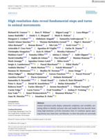 High resolution data reveal fundamental steps and turns in animal movements