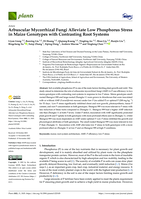 Arbuscular Mycorrhizal Fungi Alleviate Low Phosphorus Stress in Maize Genotypes with Contrasting Root Systems