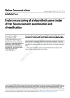 Evolutionary tuning of a biosynthetic gene cluster drives furanocoumarin accumulation and diversification