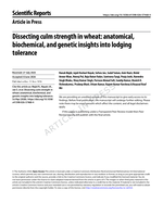 Dissecting culm strength in wheat: anatomical, biochemical, and genetic insights into lodging tolerance