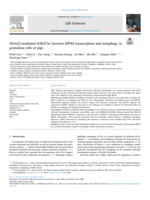 HDAC2-mediated H3K27ac Governs ZFP42 transcription and autophagy in granulosa cells of pigs