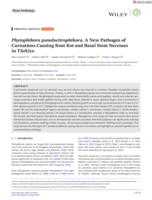 Phytophthora pseudocitrophthora , A New Pathogen of Carnations Causing Root Rot and Basal Stem Necroses in Türkiye