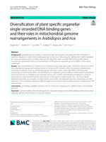 Diversification of plant specific organellar single-stranded DNA binding genes and their roles in mitochondrial genome rearrangements in Arabidopsis and rice