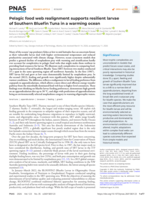 Pelagic food web realignment supports resilient larvae of Southern Bluefin Tuna in a warming ocean
