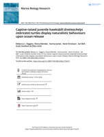 Captive-raised juvenile hawksbill (Eretmochelys imbricata) turtles display naturalistic behaviours upon ocean release